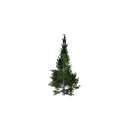 Pine 1